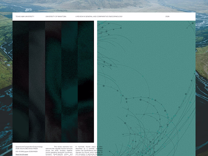 An editorial web experiment exploring