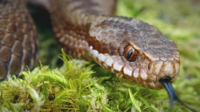 REPTILE SENSOR