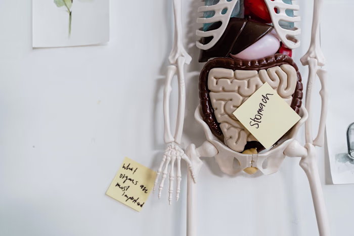 Gut Health Improvement Strategies