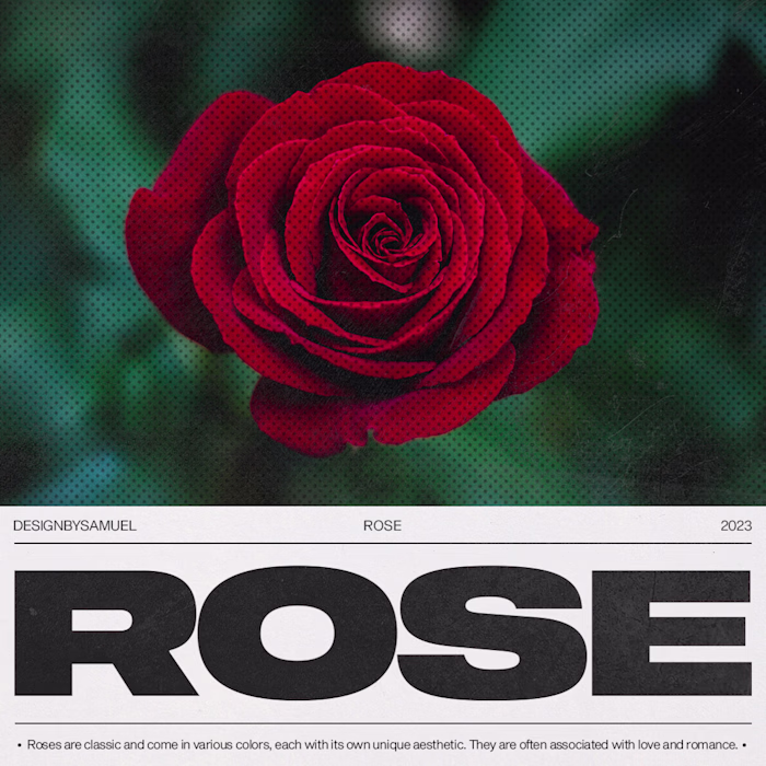 ROSE 