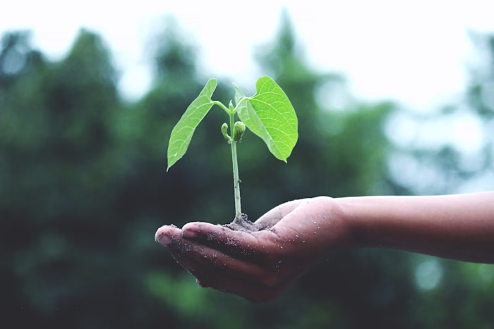 Growth Strategy 