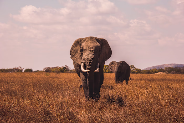 Essentialist: Travel Storytelling Campaign