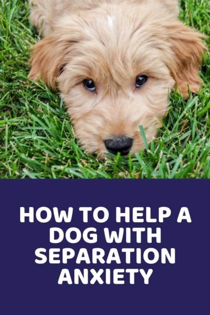 How To Help A Dog With Separation Anxiety - Doodle Doods