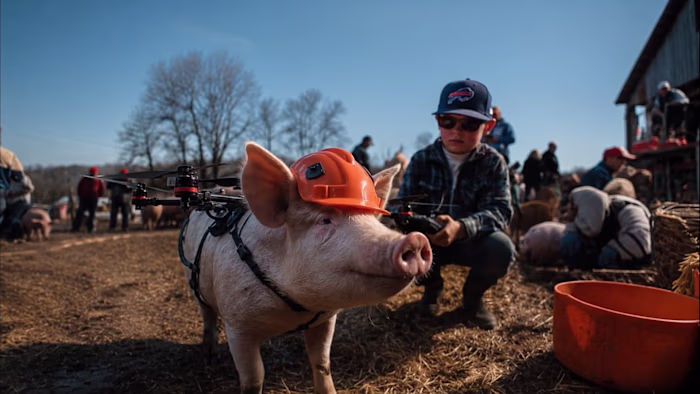  Looping video - Flying pig