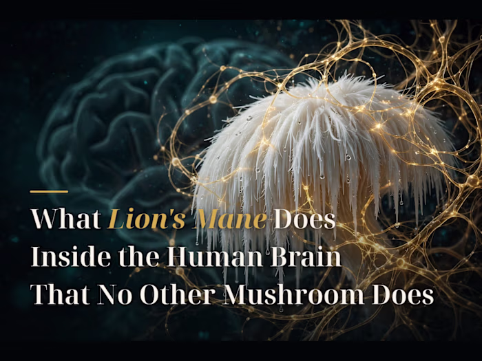 What Lion's Mane Does Inside the Human Brain