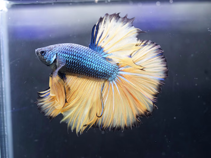 Houston Aqua 