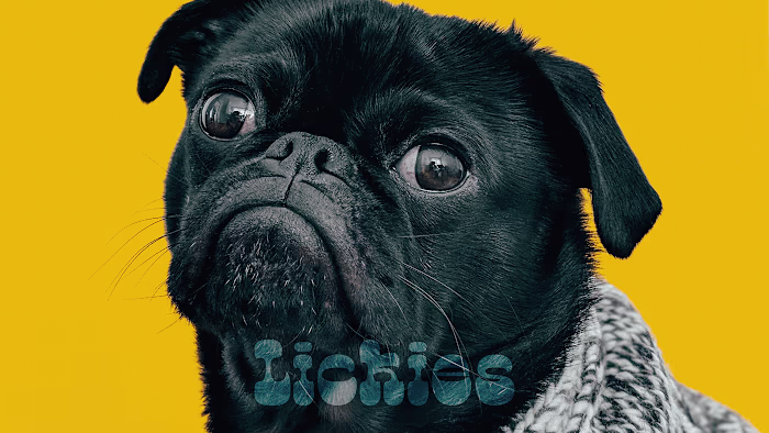 Lickies Dog Ice Cream Branding