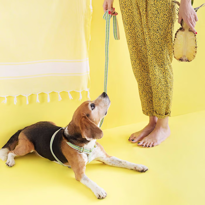 The Bark Co.