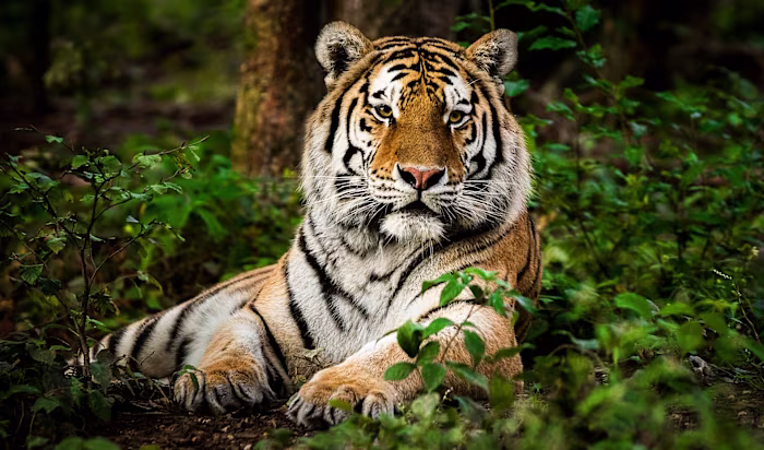 Wildlife Blog Writer (Ghostwriter)