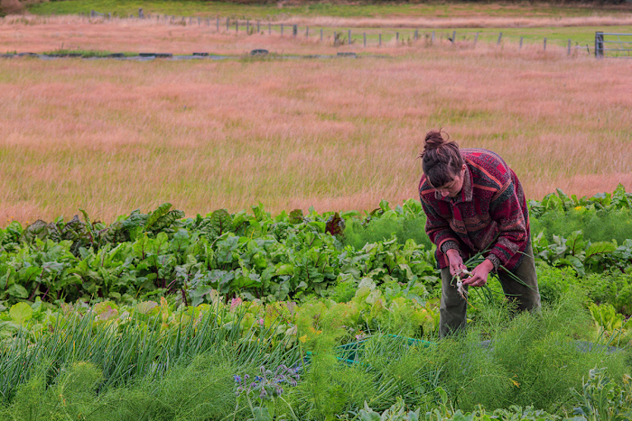 Wern Farm — Portrait & Garden Photography