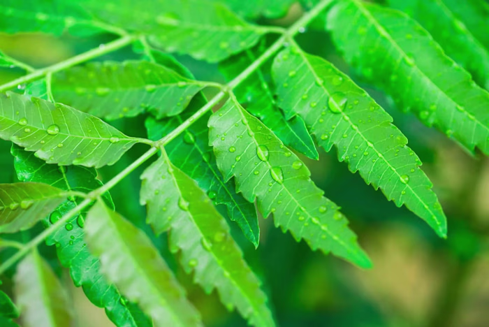 Powerful Benefits Of Neem In Ayurveda