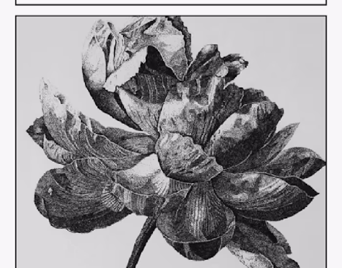 Botanical Illustration - Stipple