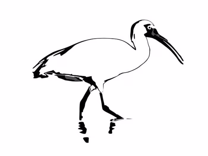 Ibis Project