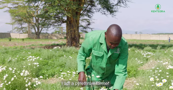 Happy to have worked on this for Kentegra, Naivasha.