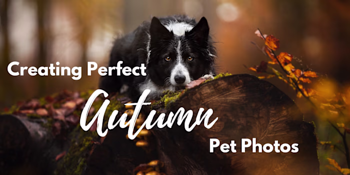 Creating Perfect Autumn Pet Photos - Inspawration Photography