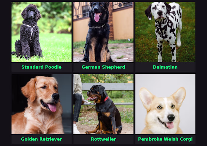 Single-label image classification across multiple
