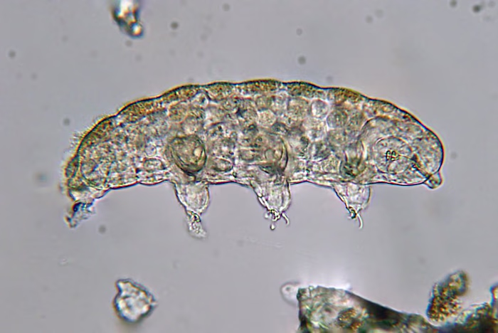 Tardigrades and their fascinating genome