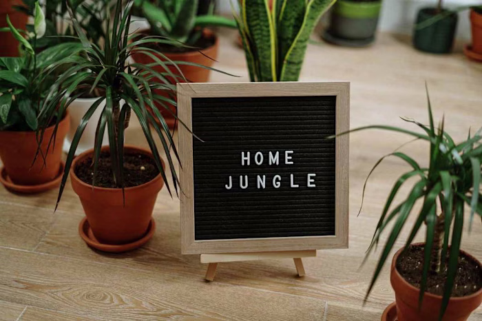 The Art of Indoor Plant Care: Greening Up Your Home