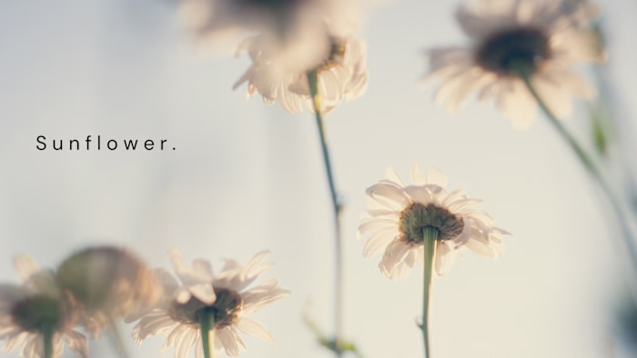 ✦ 𝐁𝐄𝐀𝐔𝐓𝐘 𝐎𝐅 𝐓𝐇𝐄 𝐒𝐔𝐍𝐅𝐋𝐎𝐖𝐄𝐑