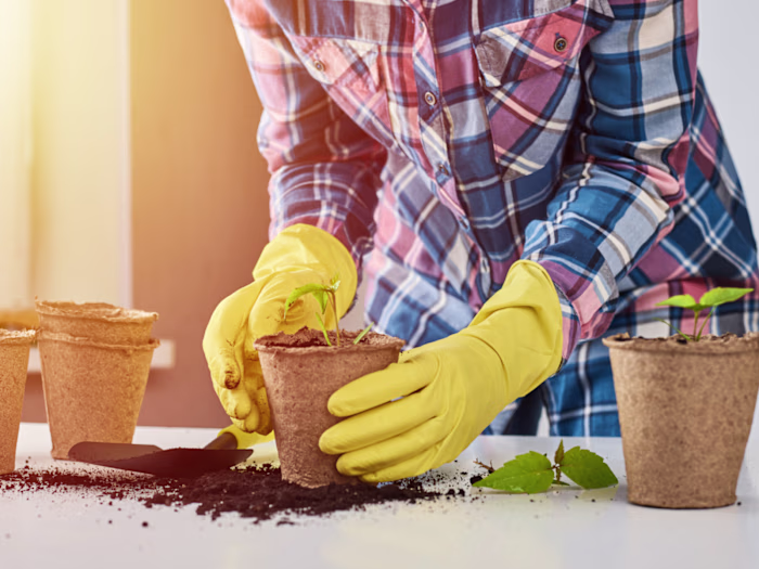Blog about container gardening I wrote for a client on Fiverr