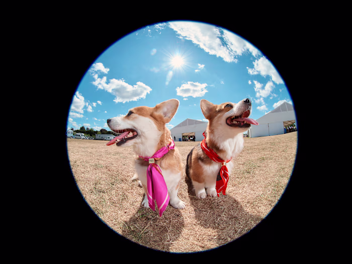 Bimba y Lola - Dogs Lovers collection - Retouching