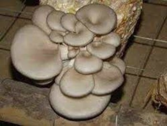 Evaluation of Toxicity Profile of Aqueous Extract of Pleurotus …