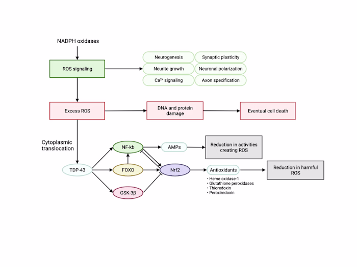 Neurodegeneration Research 