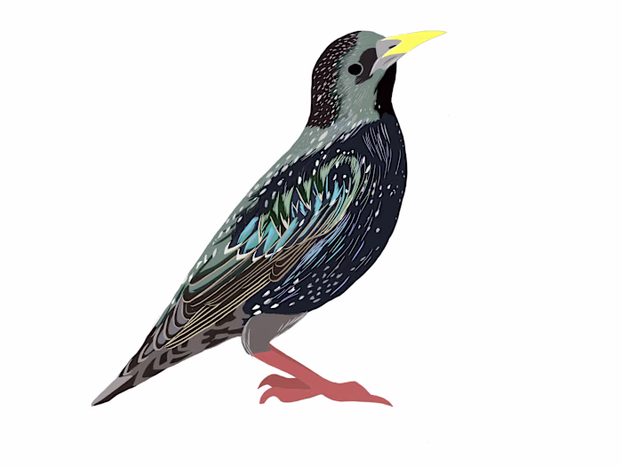 Birds and Butterflies Map :: Behance