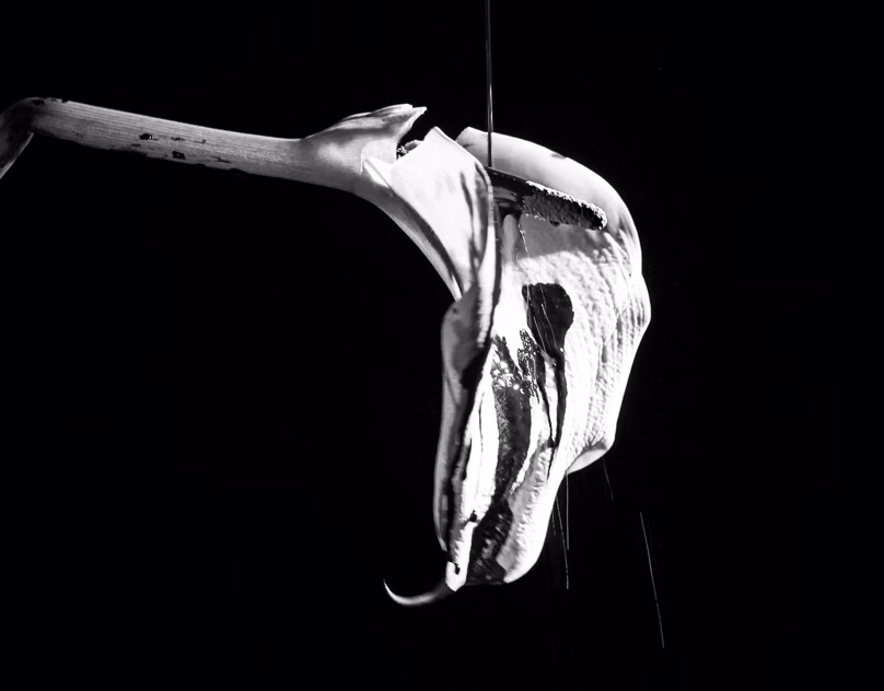 Placeholder project card media