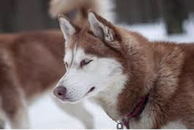 Placeholder project card media