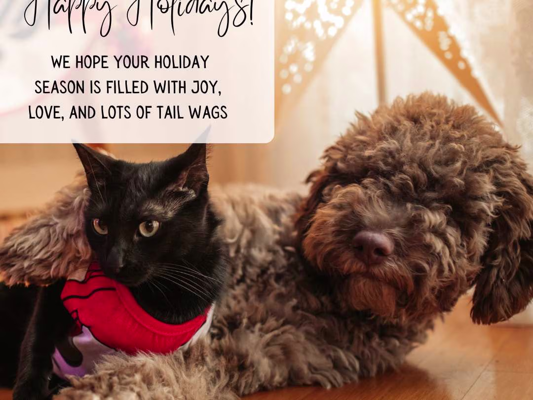 Placeholder project card media