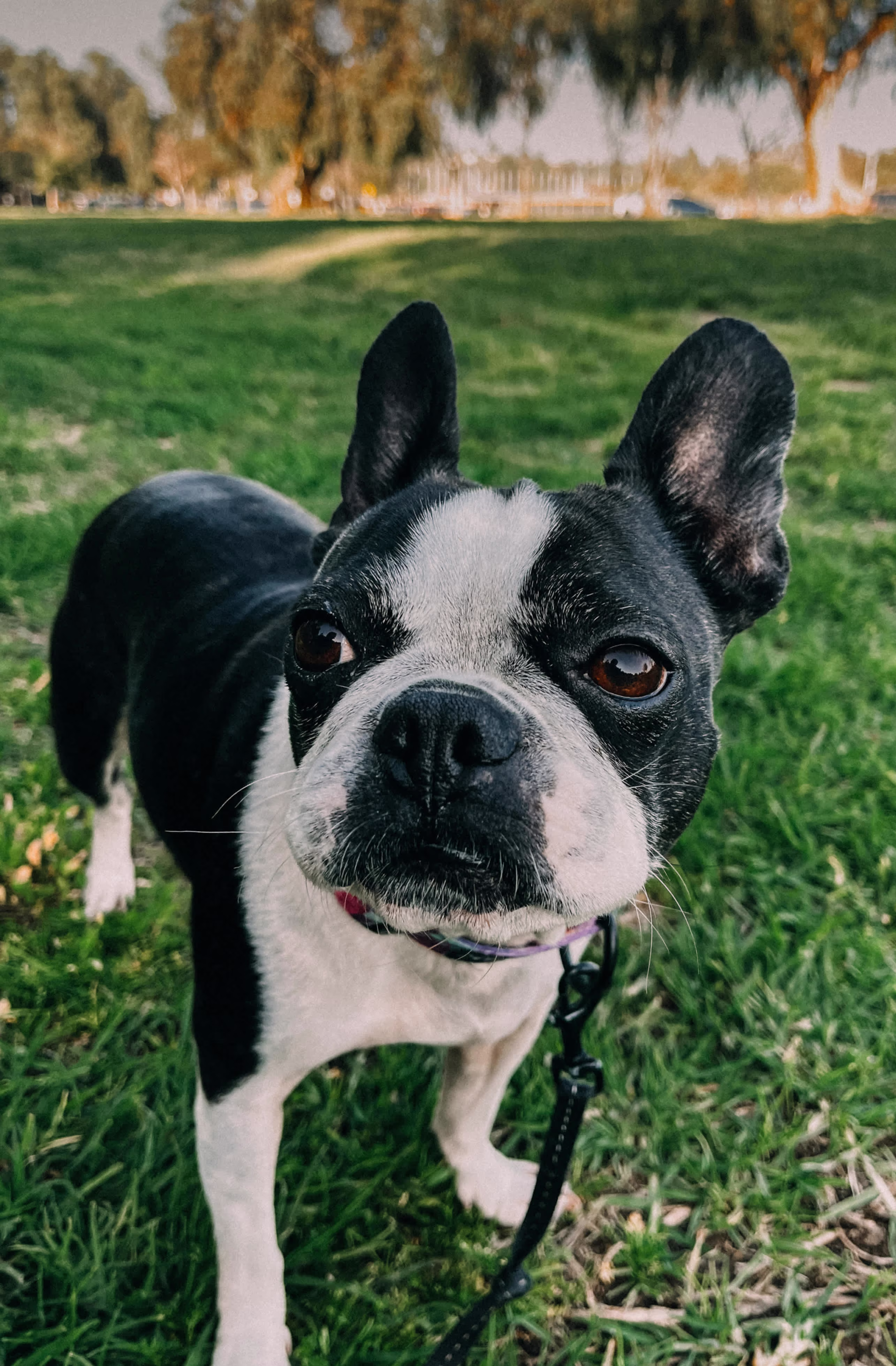 Placeholder project card media