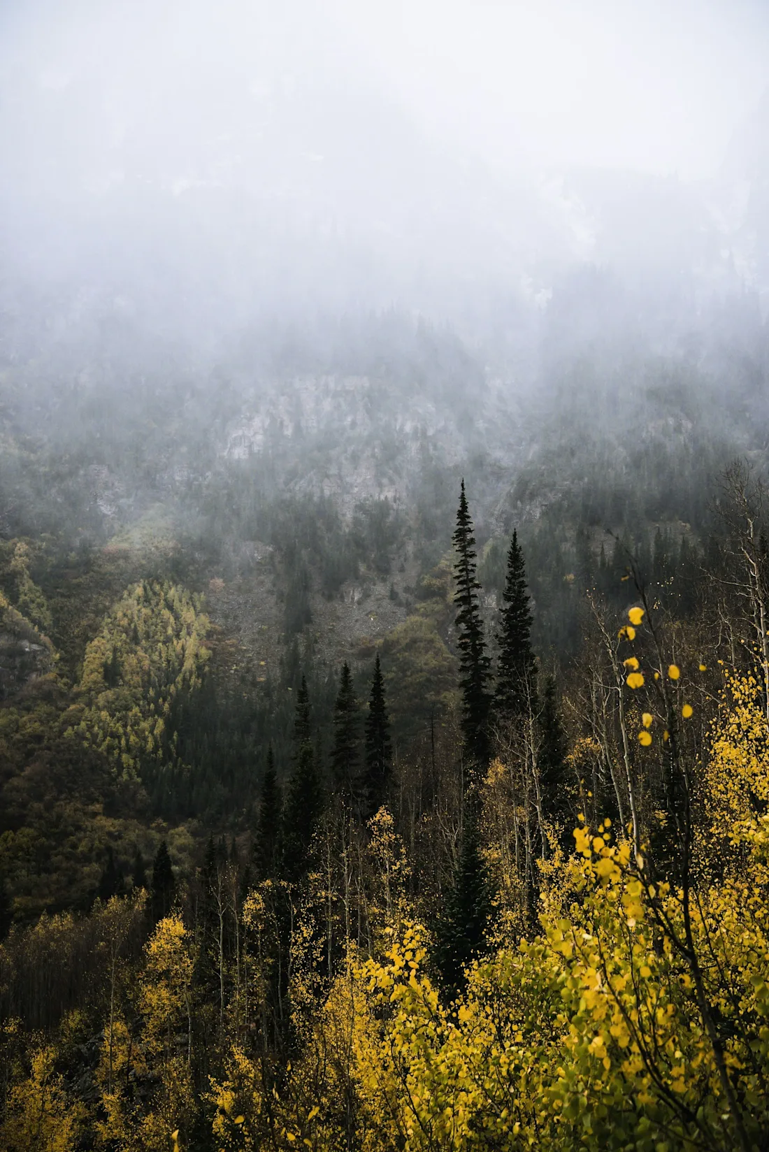 Light falling through a stand of tall pines