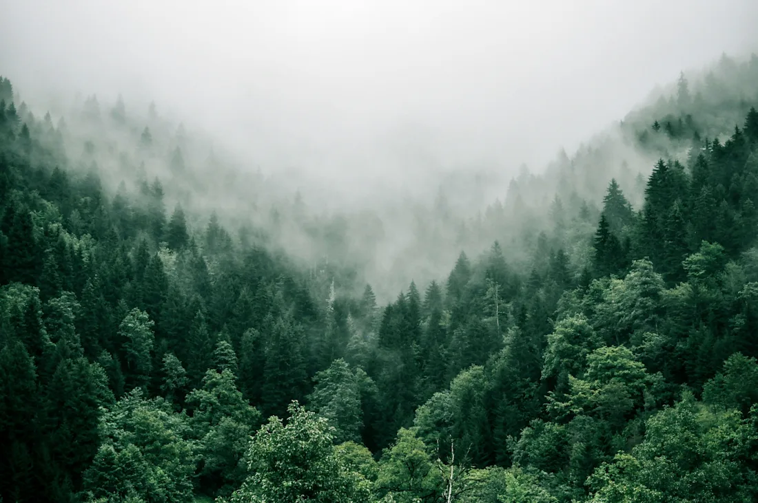 Forest ridgeline in morning light