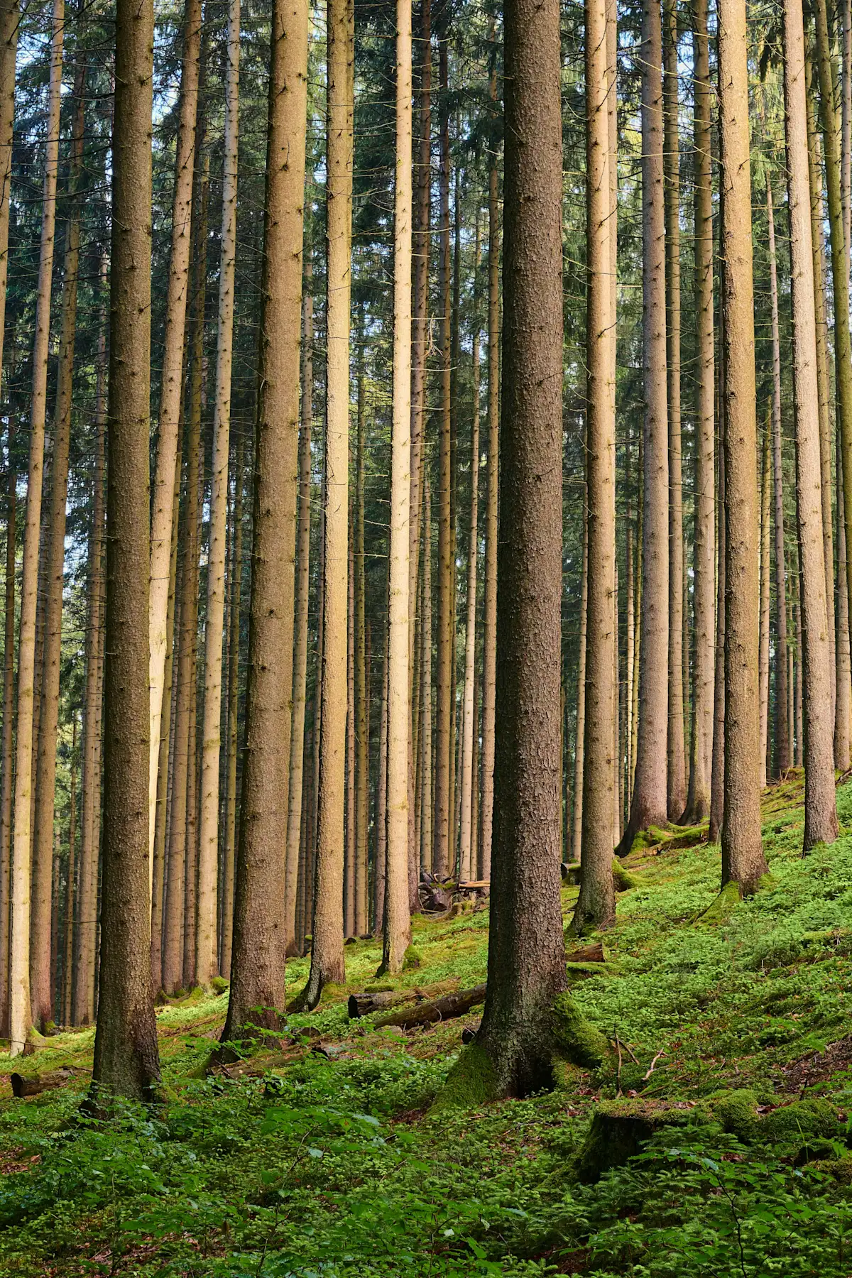 Dense canopy of trees photographed from above as a woven texture