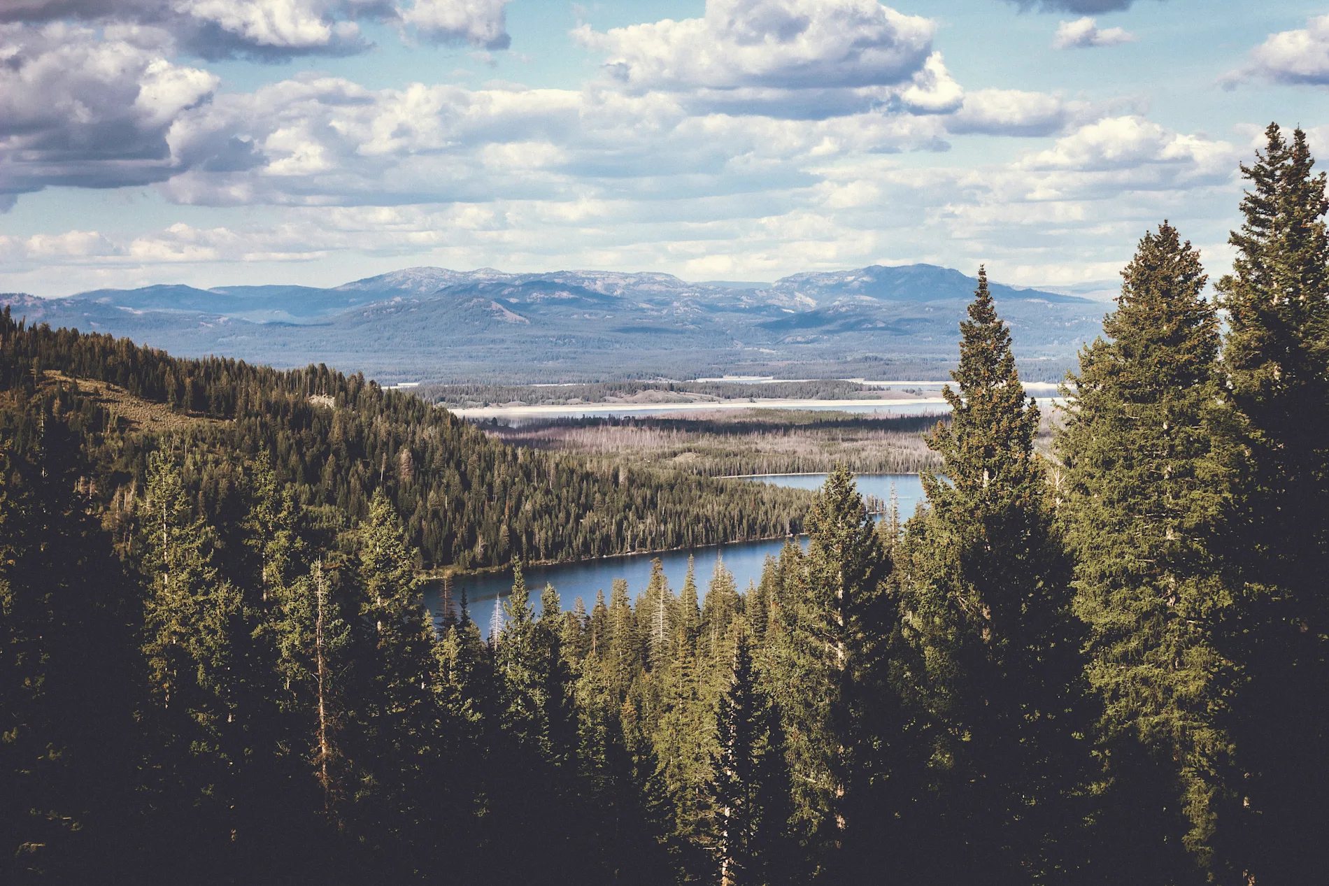 A wide forest landscape