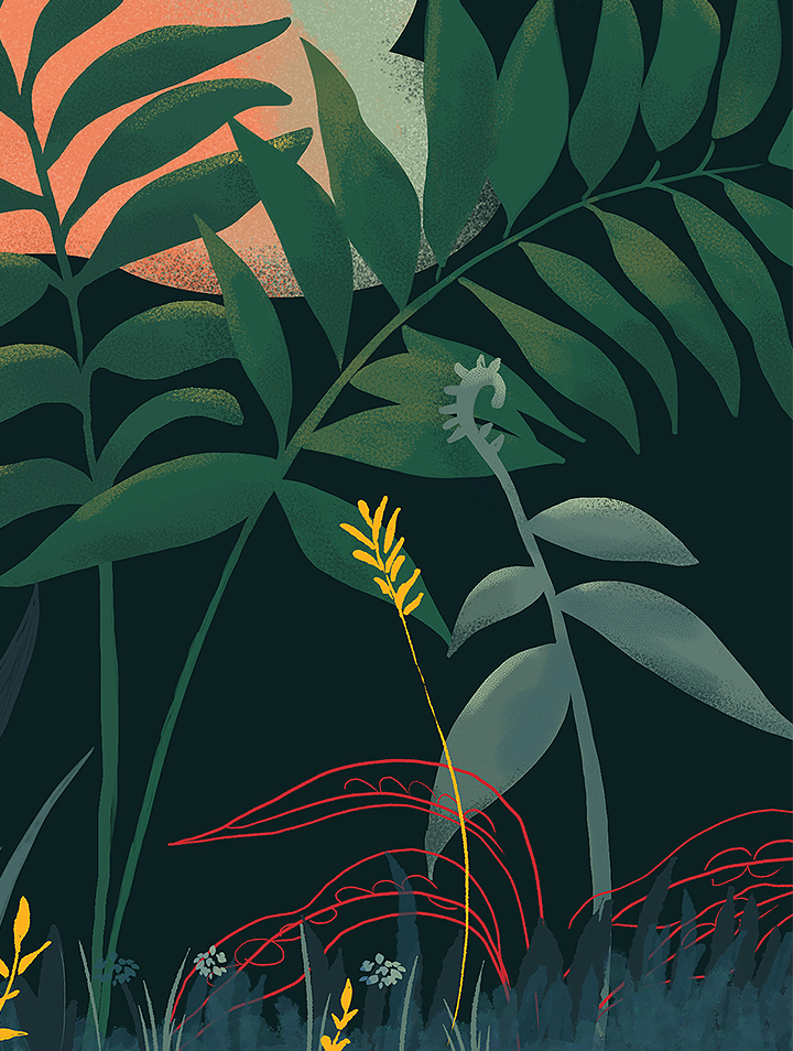 Illustration Details