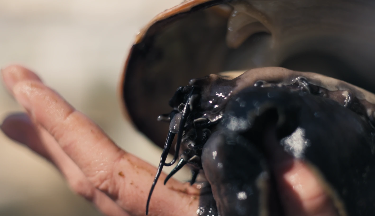 An endangered abalone - brought back through successful aquaculture