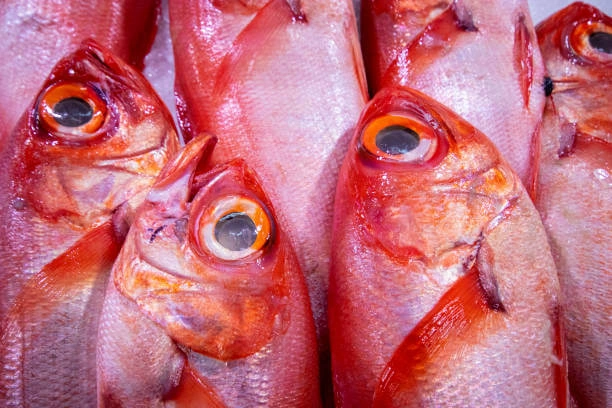 Red Bream Fishes