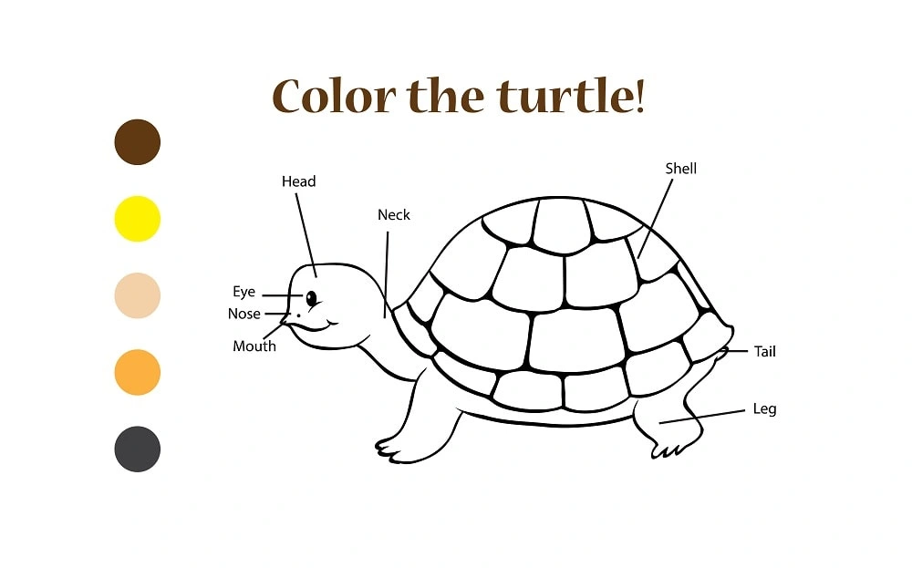 Children's Activities: Color the Turtle