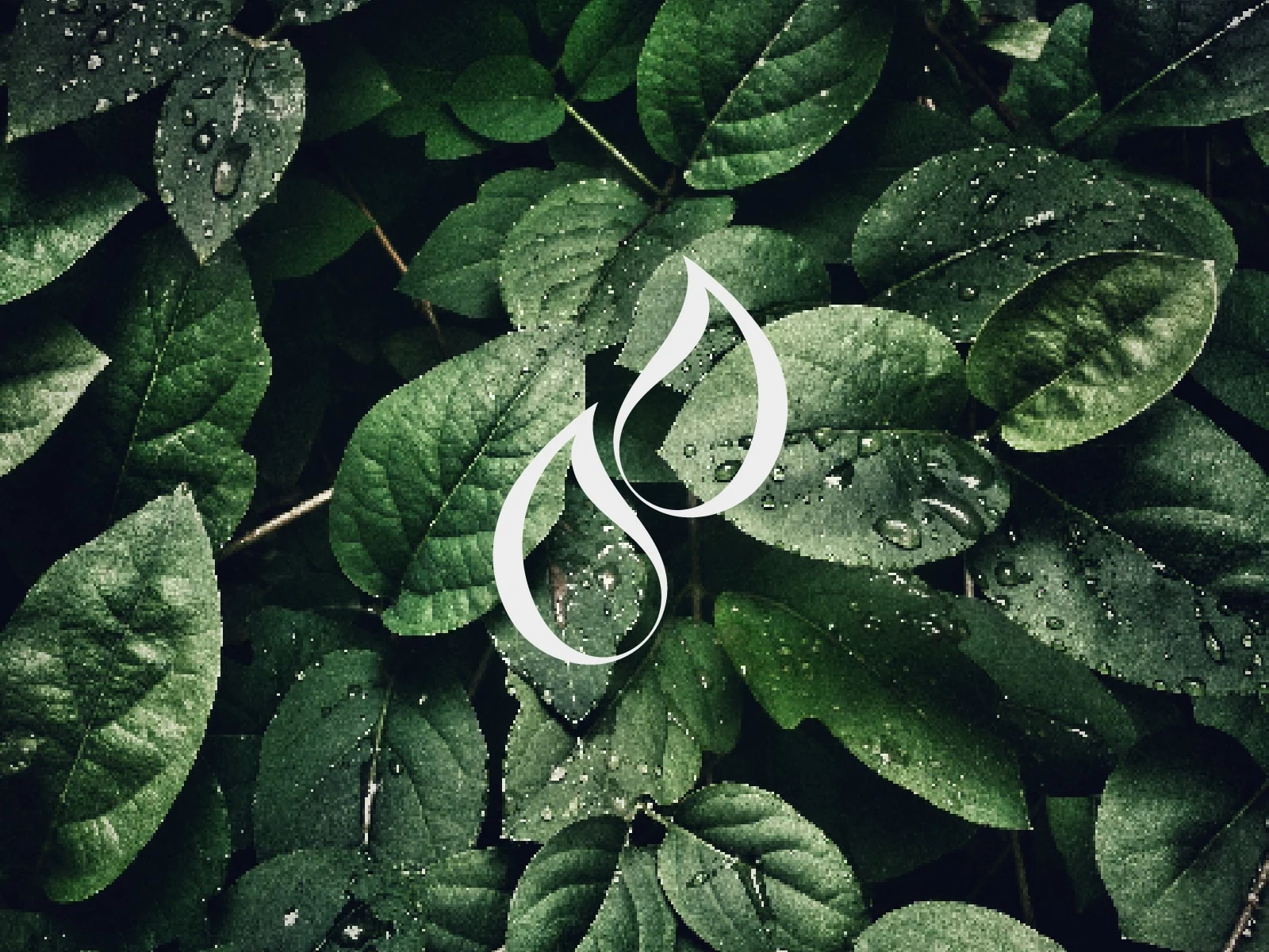 Brand Imagery