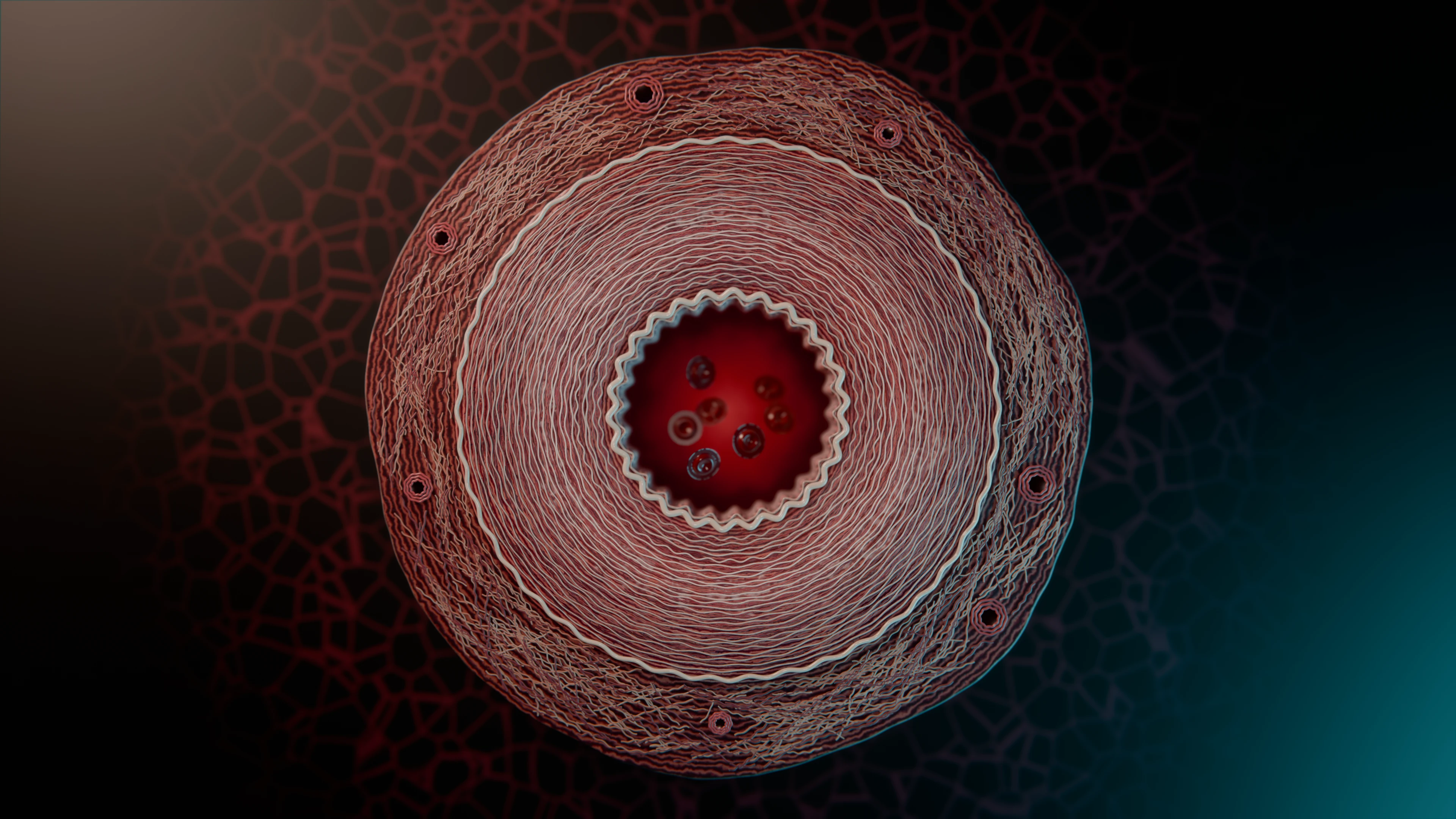Still, 3840 x 2160: the full cross-section from above, lumen to adventitia