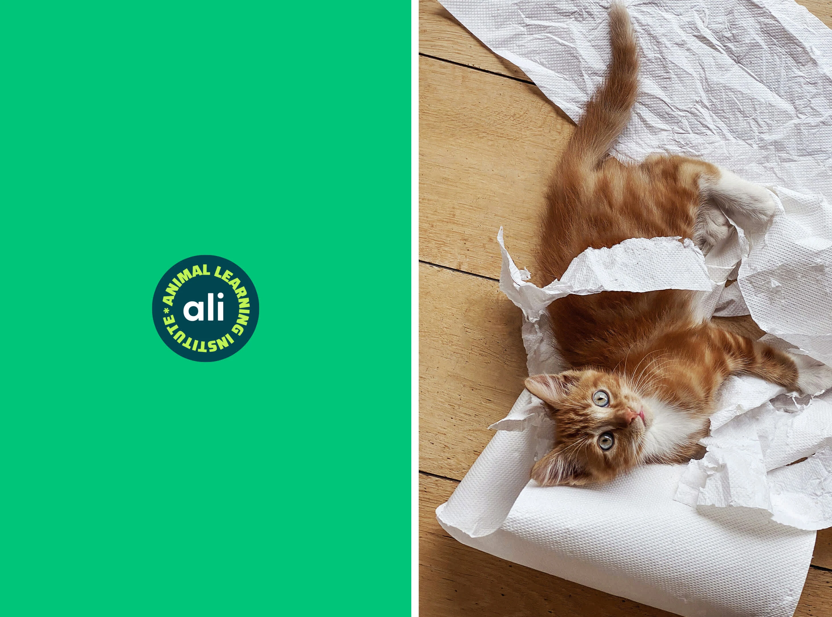 Badge for ALI / Animal Learning Institute