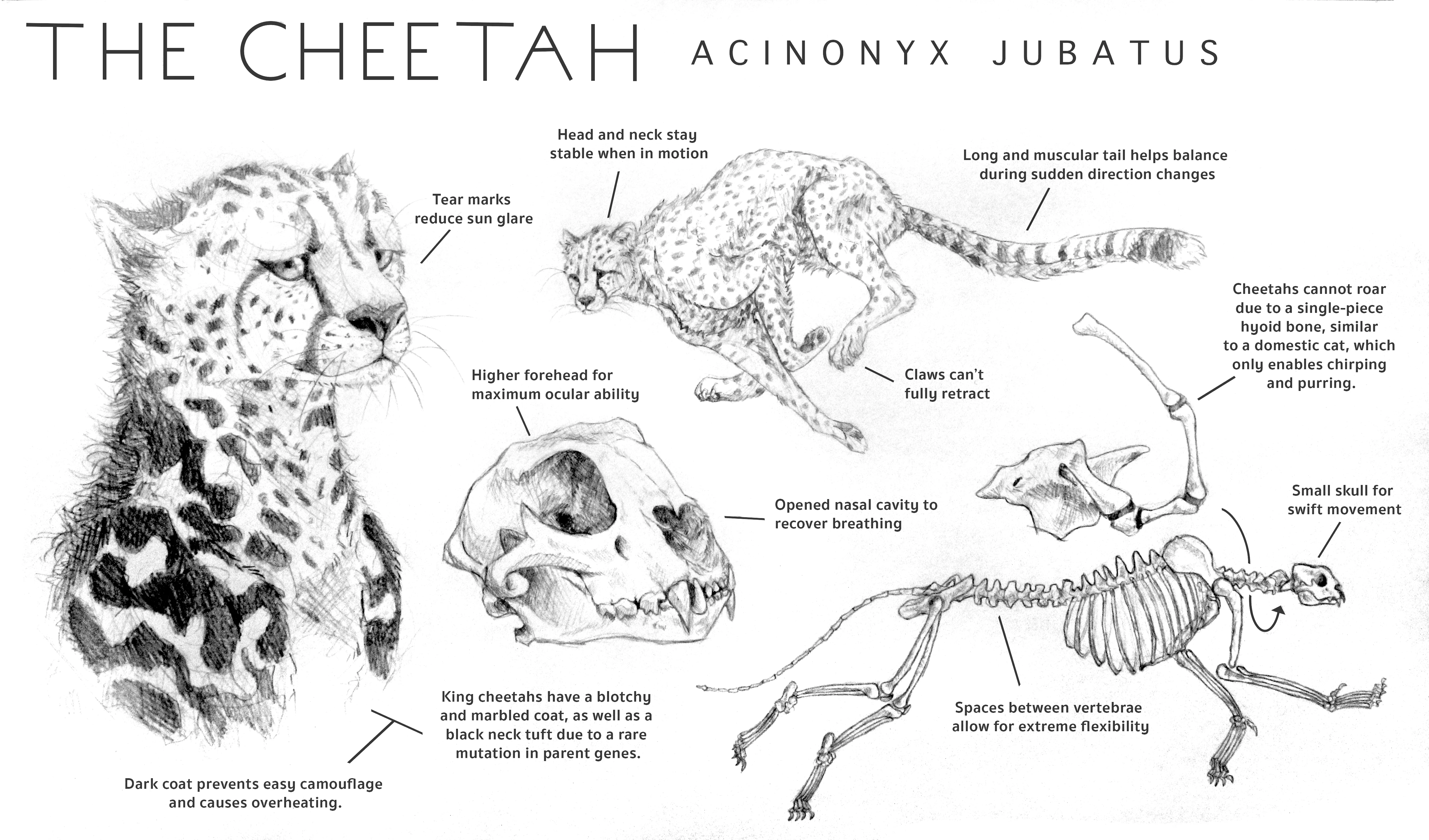 AOC 3- Acinonyx Jubatus