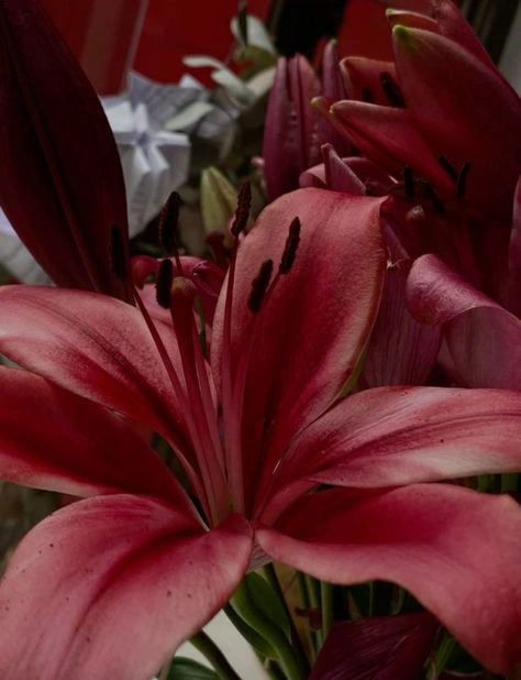 PHOTOGRAPHY GUIDELINES:
Images that convey an emotional connection.
Natural settings and elements that evoke tranquillity.