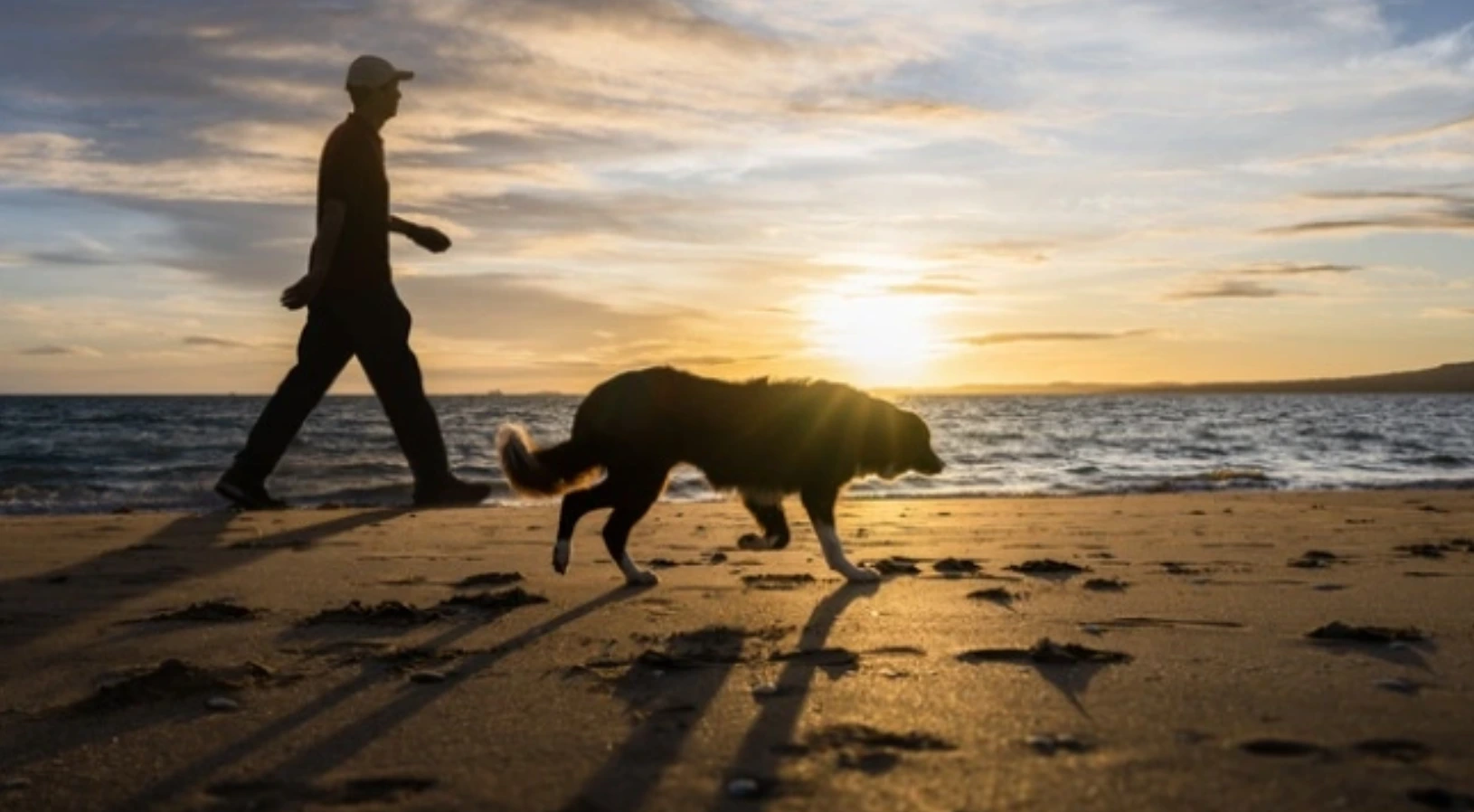 Morgan Winery: Top Dog-Friendly Hotels in Carmel-by-the-Sea for a Perfect Stay