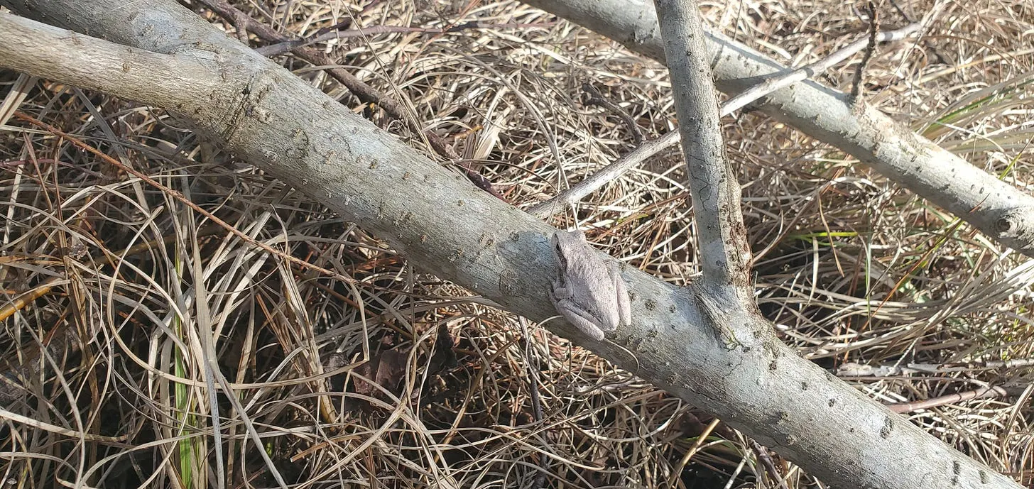 Camouflage mastery… an adaptive survival mechanism for this tree frog in South Carolina and neurospicy individuals alike!
