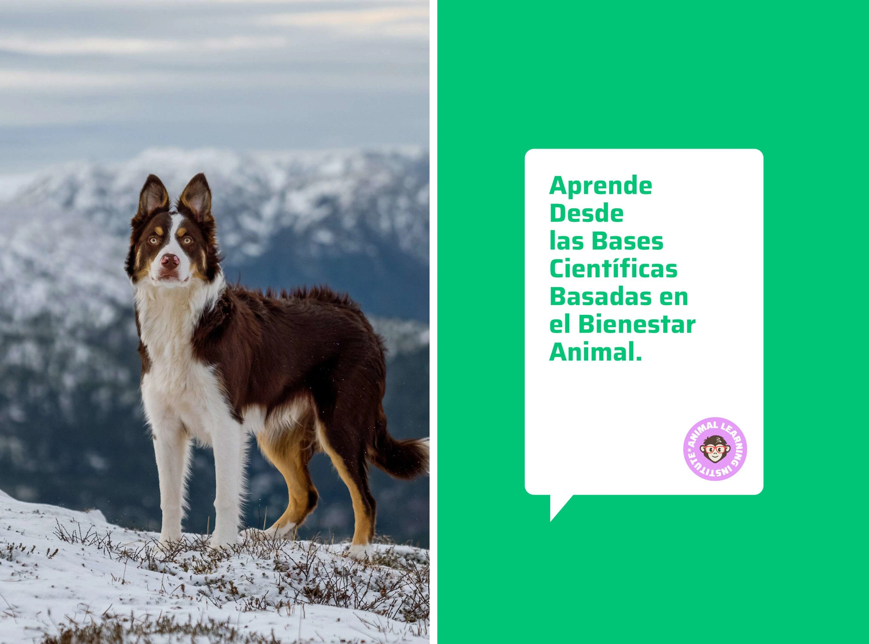 Brand Elements