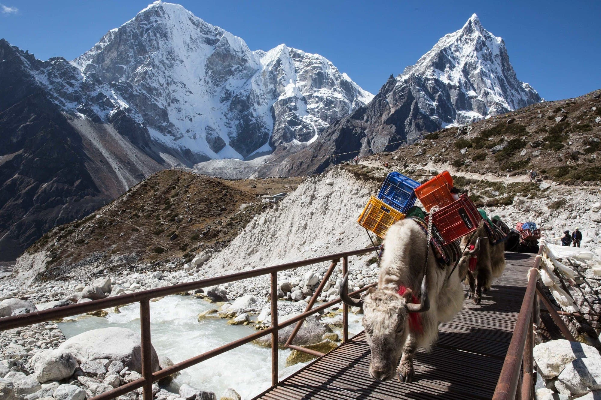 Yaks Loaded with our Food