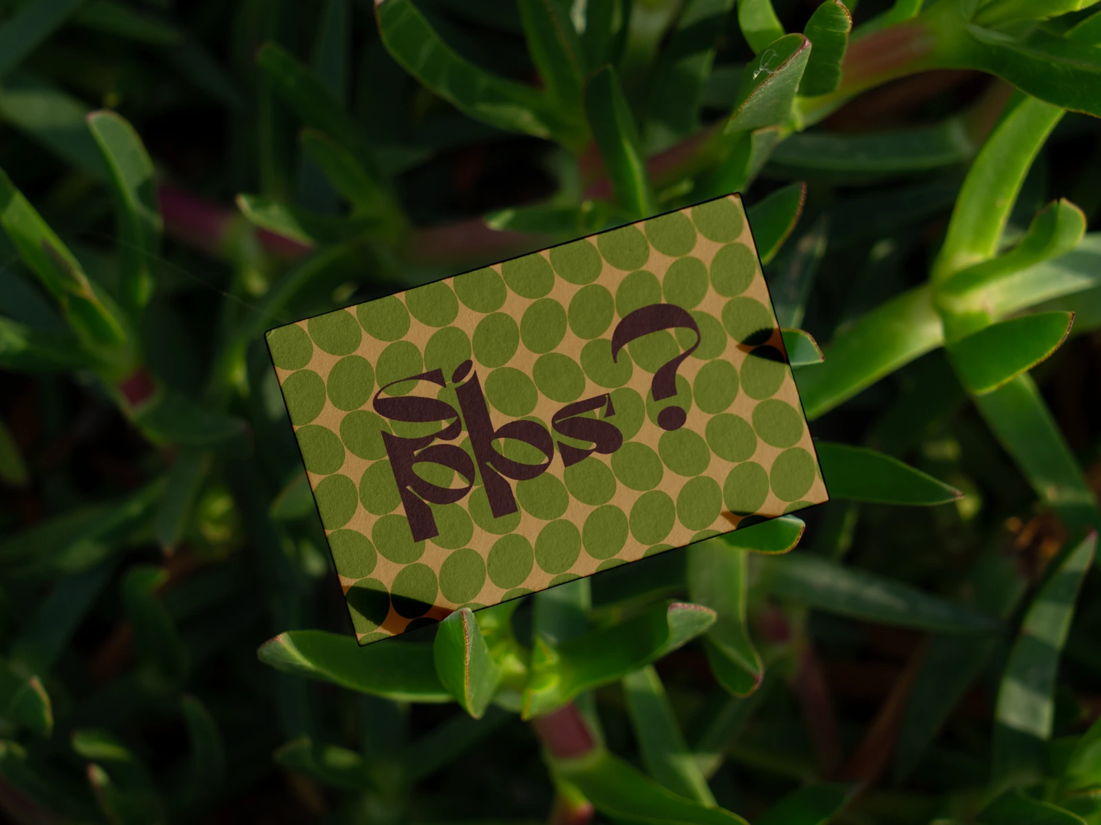 A business card lies among bold green plants, featuring the logo with a playful question mark — tying into the cheeky slogan “Want a Sipps? / Take a Sipps”. The scene feels spontaneous as if the card fell during a cheerful, carefree moment, echoing the brand’s fun and lively spirit.